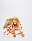 Butter Leather 3x Adjustable Dog Leash - Mango