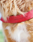 Butter Leather Dog Harness - Chili Red