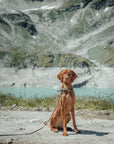 Butter Leather City Dog Leash - Forest Green