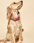 Butter Leather Dog Collar - Flamingo