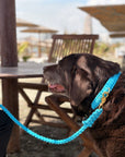 Touch of Leather Retriever Dog Leash - Mediterranean Sun (Limited Edition)