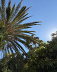 Touch of leather Hundeleine - Mediterranean Sun (Limited Edition)