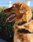 Soft Rock Collar - Black