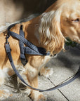 Soft Rock Harness - Grey