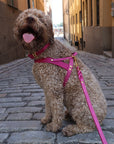 Butter Leder Hundegeschirr - Flamingo