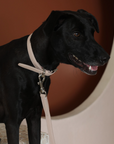 Tuscan City Leash - Rose