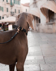 Butter Leather Dog Collar - Classic Brown