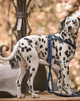 Butter Leather 3x Adjustable Dog Leash - Navy Blue - Molly and Stitch GmbH