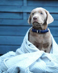 Butter Leather Dog Collar - Navy Blue - Molly and Stitch GmbH