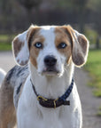 Touch of Leather Dog Collar - Navy - Molly and Stitch GmbH
