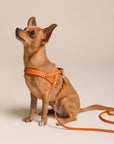 Butter Leather Dog Harness - Mango