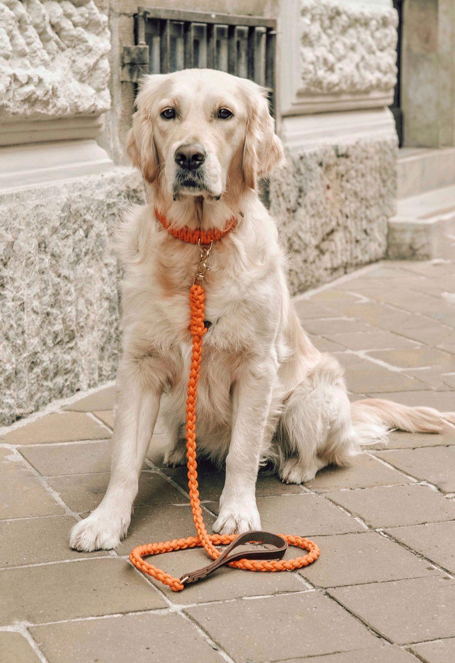 Touch of Leather Dog Leash - Pumpkin - Molly and Stitch GmbH