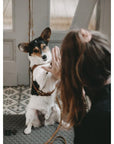 HONEYCOMB DOG TRAVEL MAT - Molly and Stitch GmbH