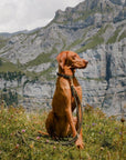 Maritime Dog Leash - Military - Molly and Stitch GmbH