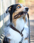 Touch of Leather Retriever Dog Leash - Grey - Molly and Stitch GmbH