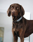 Touch of Leather Dog Collar - Grey - Molly and Stitch GmbH