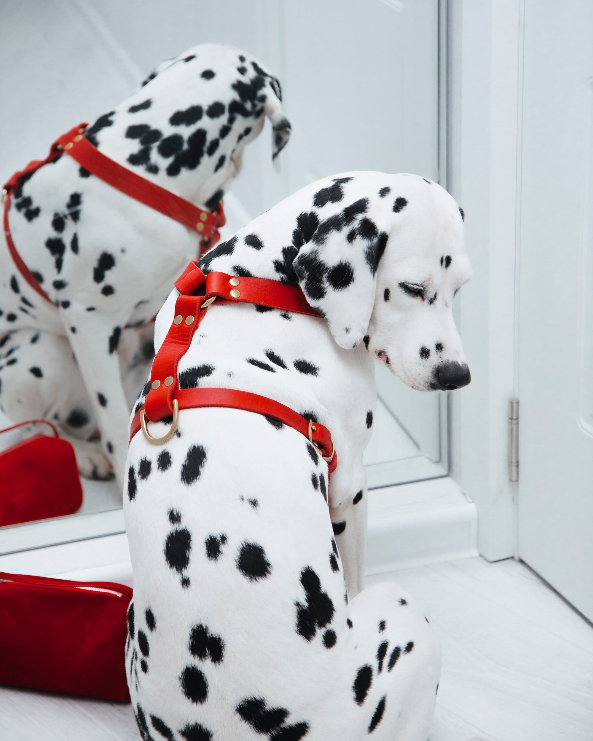 BUTTER LEATHER HARNESSES