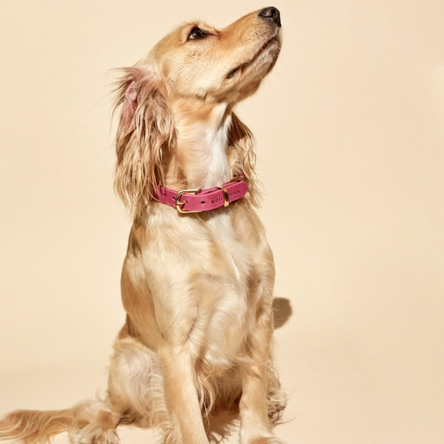 Butter Leather Dog Collar - Flamingo