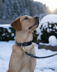 Serrana Dog Collar - Moss