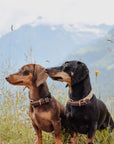 Touch of Leather Dog Collar - Beige