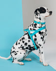 Butter Leather Dog Collar - Fiji Blue