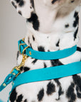 Butter Leather Dog Collar - Fiji Blue