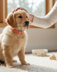 Butter Leather Dog Collar - Coral Pink