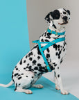Butter Leder Hundegeschirr - Fiji Blau