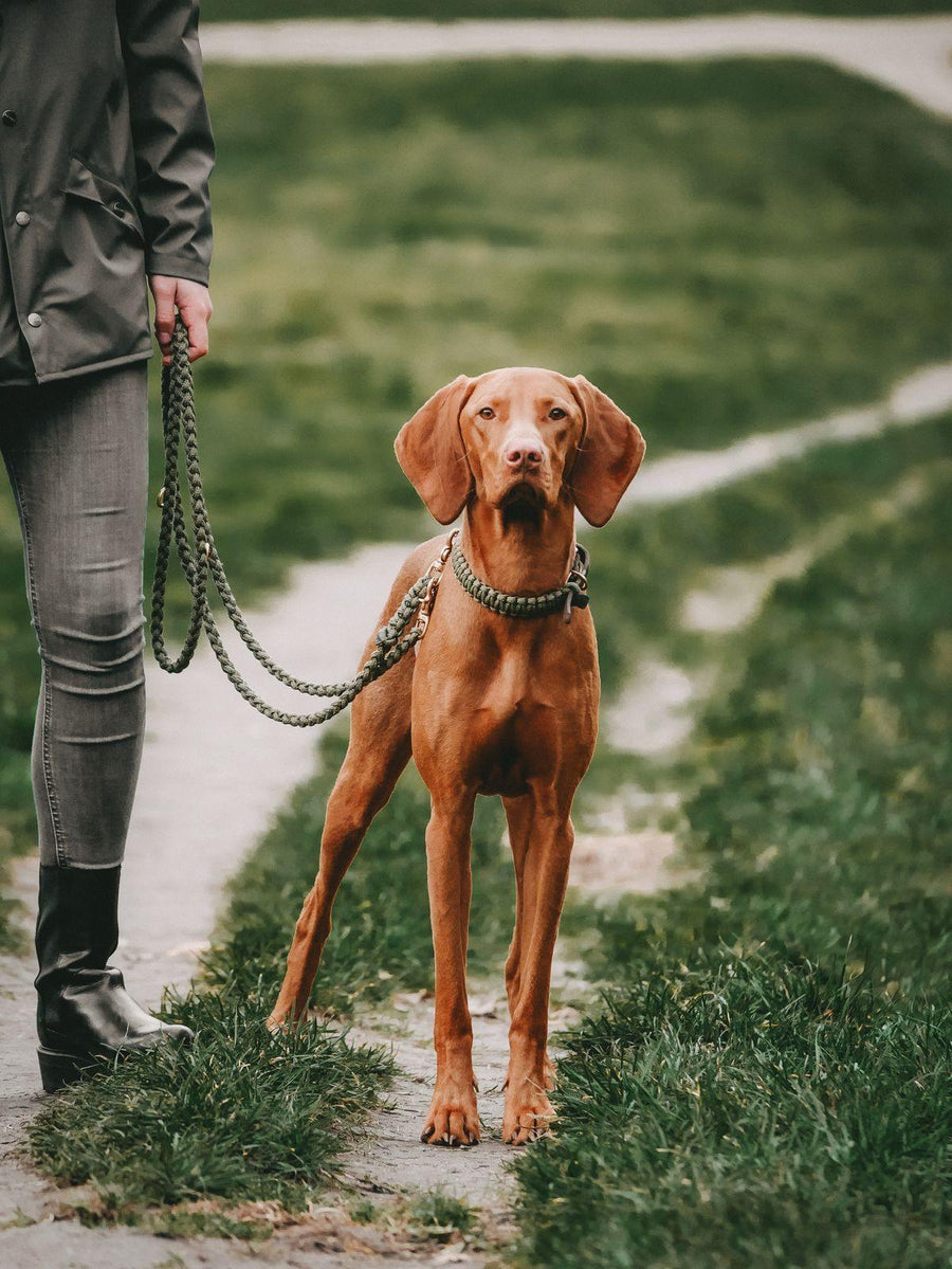 Maritime Dog Leash - Military - Molly and Stitch GmbH