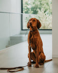 Butter Leather Retriever Dog Collar - Classic Brown - Molly and Stitch GmbH