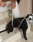 Tuscan City Leash - Rose