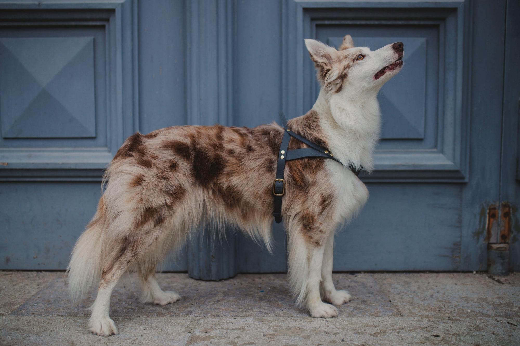 Butter Leather Dog Harness - Timeless Gray - Molly and Stitch GmbH