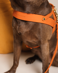 Butter Leather Dog Harness - Mango