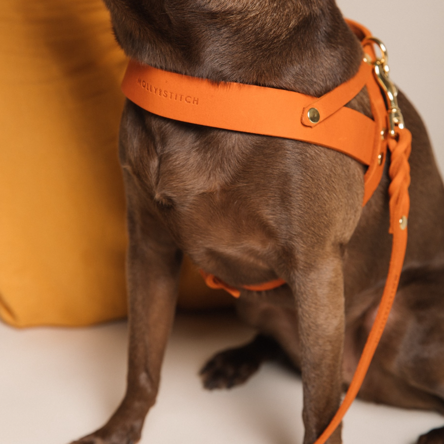 Butter Leather Dog Harness - Mango