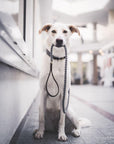 Touch of Leather Dog Leash - Grey - Molly and Stitch GmbH