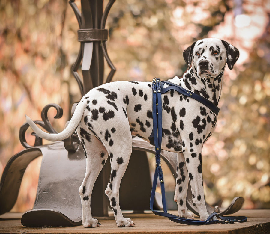 Butter Leather Dog Harness - Navy Blue - Molly and Stitch GmbH