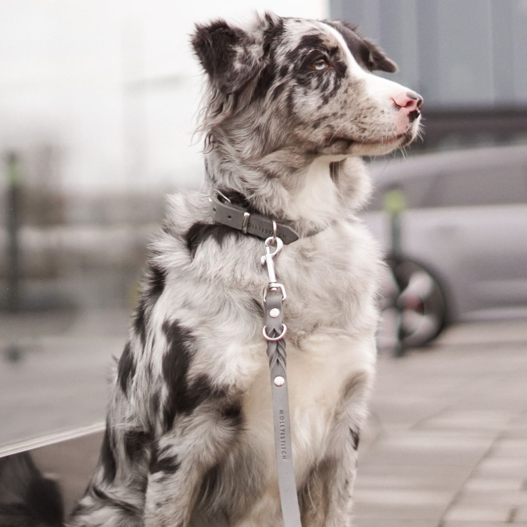 &quot;Butter&quot; Leder Hundehalsband - Zeitlos Grau