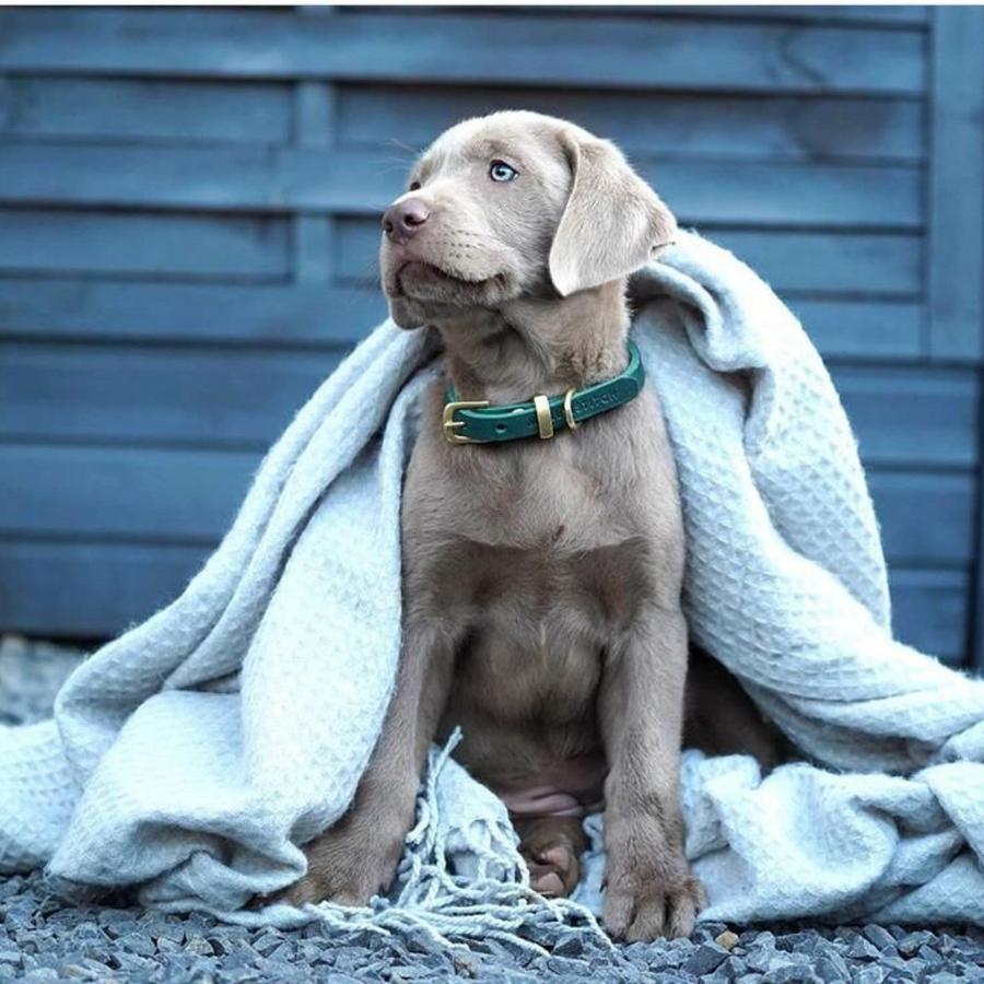 Butter Leather Dog Collar - Forest Green