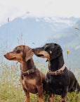 Touch of Leather Dog Collar - Chocolate - Molly and Stitch GmbH