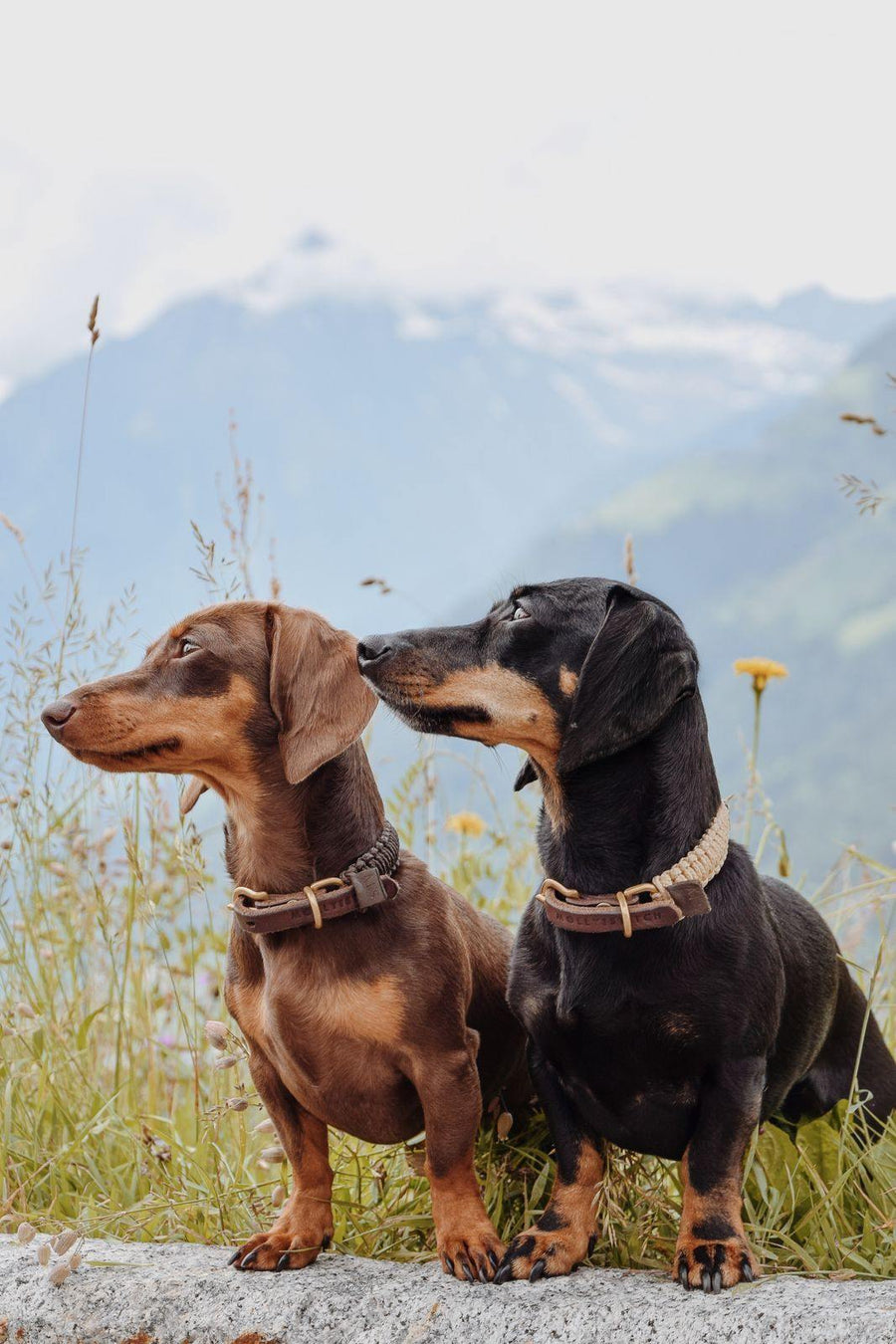 Touch of Leather Dog Collar - Chocolate - Molly and Stitch GmbH