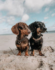 Touch of Leather Dog Collar - Chocolate - Molly and Stitch GmbH