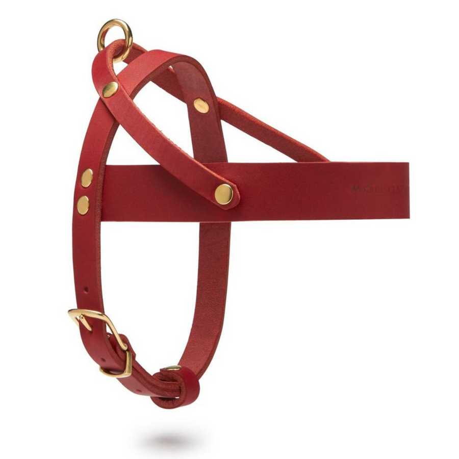 Leather dog harness and leash on sale