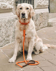 Touch of Leather Dog Leash - Pumpkin - Molly and Stitch GmbH
