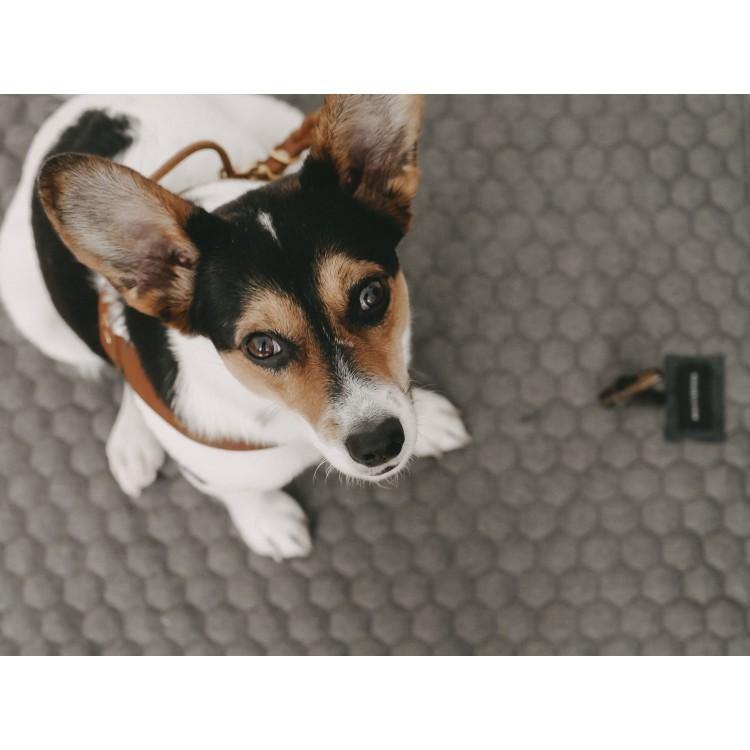 HONEYCOMB DOG TRAVEL MAT - Molly and Stitch GmbH