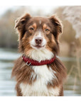Touch of Leather Dog Collar - Redwine - Molly and Stitch GmbH