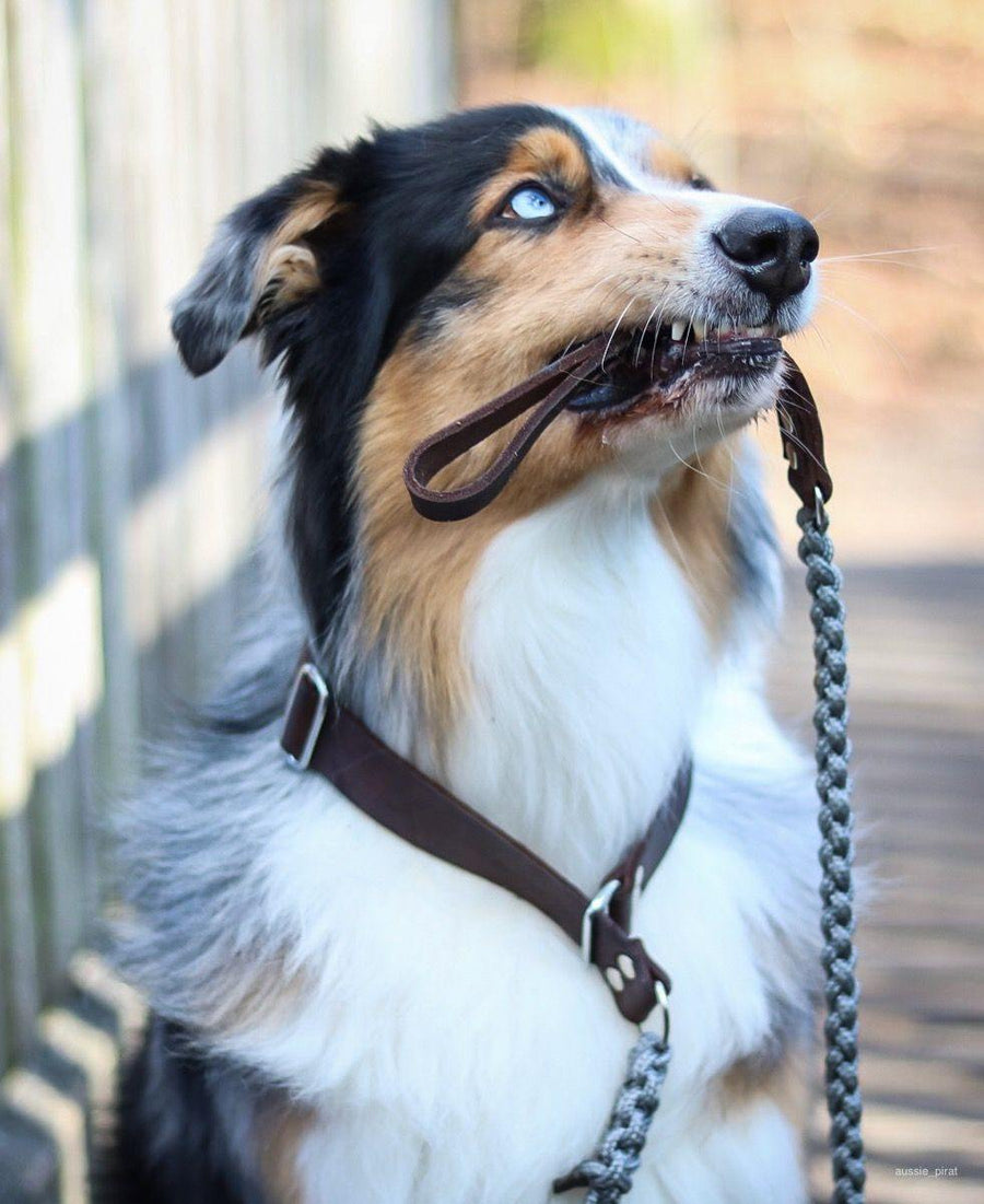 Touch of Leather Retriever Dog Leash - Grey - Molly and Stitch GmbH