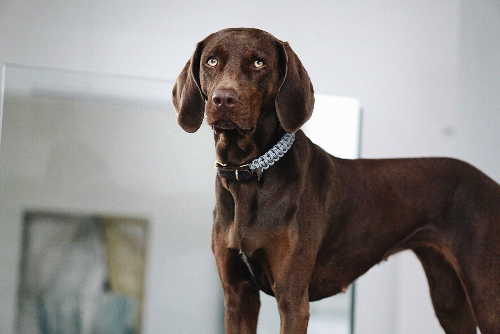 Touch of Leather Dog Collar - Grey - Molly and Stitch GmbH